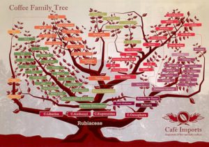 l'albero genealogico della Famiglia delle Rubiacee
